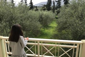 Vardis Olive Garden Hotel 