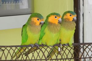 Villa l'Orangerie Appartementen