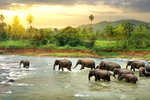 Najwazniejsze atrakcje Sri Lanki do wylotu 21/7