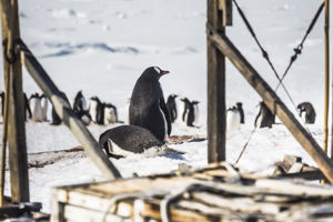  Â© Dietmar Denger - Oceanwide Expeditions