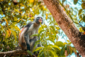 Filao Beach Zanzibar & Safari Tanzania