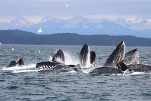 15-daagse Ontdekkingscruise Alaska