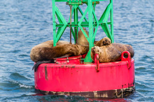 14-daagse Ontdekkingscruise Alaska