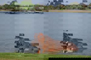 Palumbo Mnemba View & Safari Tanzania