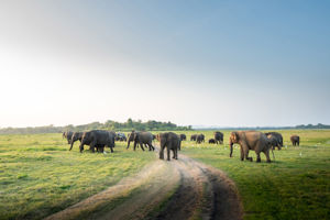 Rondreis Compleet Sri Lanka