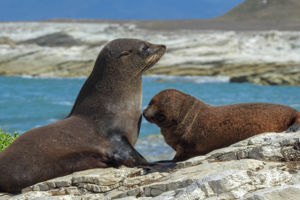 Cruise Ontdek Australië & Nieuw-Zeeland