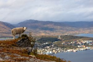 Cruise Noorwegen & het Noorderlicht