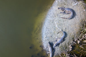 Rondreis Avontuurlijk Gambia & Senegal