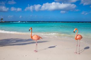 Cruise Only Curaçao & Caribische Parels - 2026/2027
