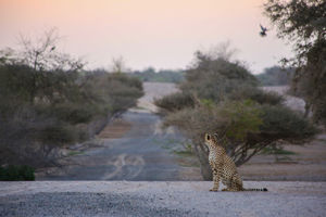 Cruise Verenigde Arabische Emiraten, Qatar & Oman