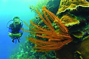 Startpakket Curaçao