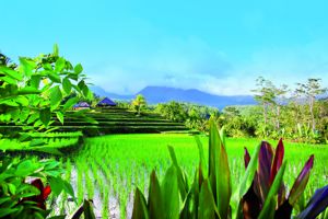 Combiné Ubud & Seminyak Superior