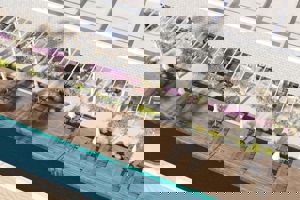 Gold Island Selected