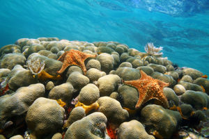 Startpakket Gold Coast