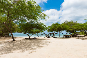 Startpakket Palazzio