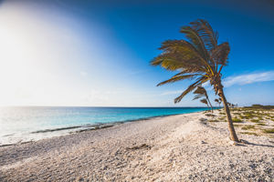 Bingo Bonaire 4* All Inclusive